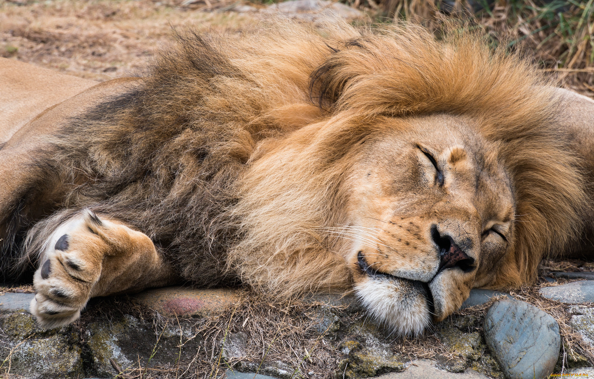 лев спит картинки